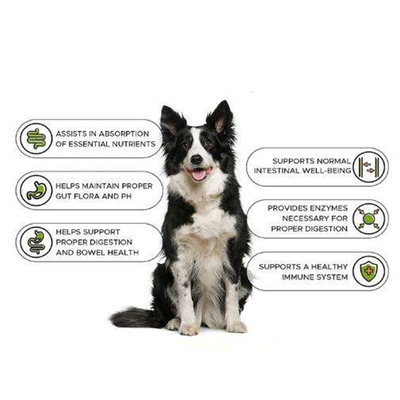 OEM Natur Pet Nutrit Eğitim Kazanç Tablet Takviyesi Sağlık Kas Kazanç Oluşturucu Köpek Kilo Alma Protein Takviyesi