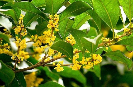 Doğal Organik Yapraklar Çay Osmanthus Siyah Çay İçin Sağlıklı Yedek