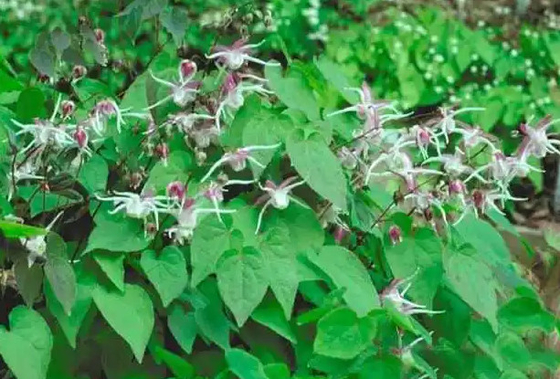Özel Markalı Biyotin Kollajen Damlaları Epimedium Azgın Keçi Haftası OEM